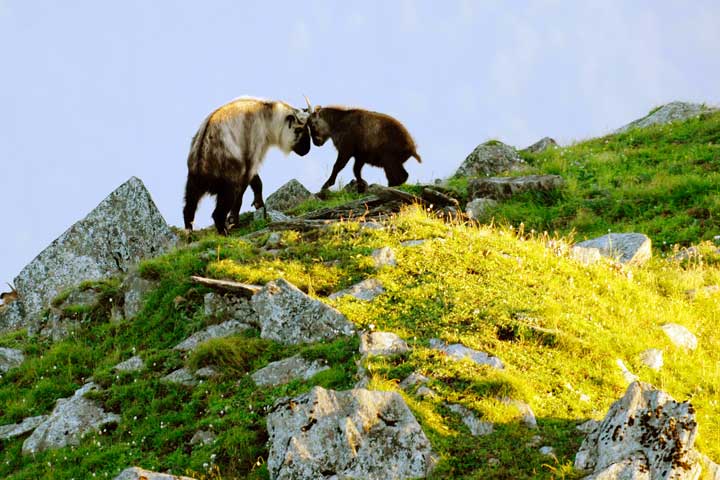 9月昭化牛头山继续来袭   同程旅游 唐家河风景区9月19日-9月20日