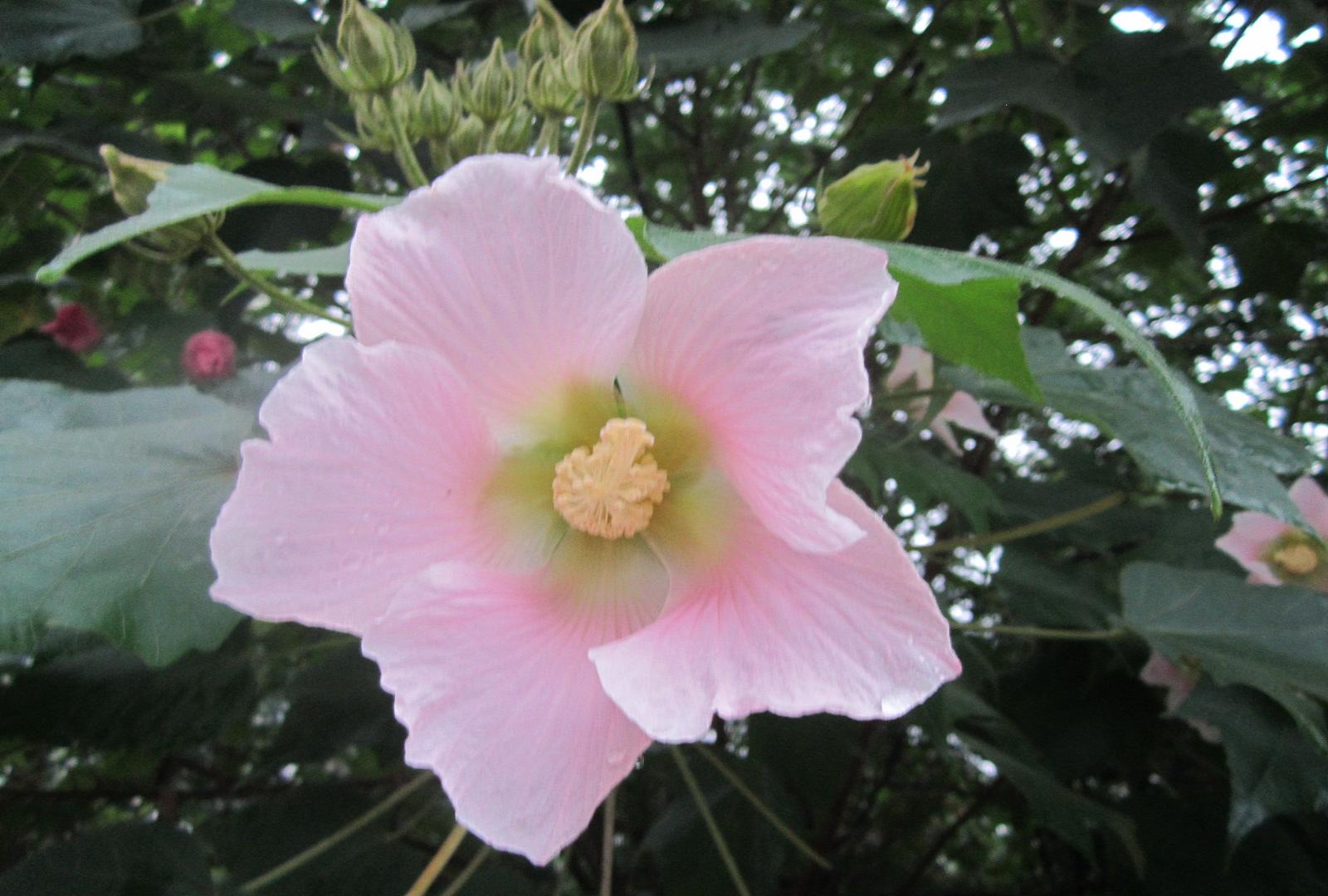 芙蓉花—木芙蓉,水芙蓉.