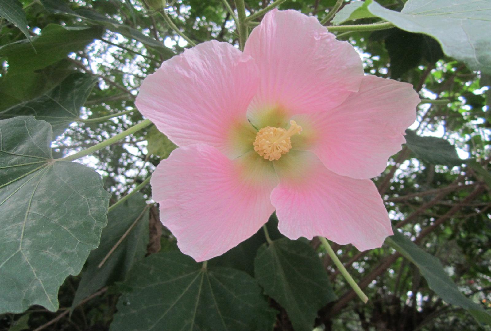 芙蓉花—木芙蓉,水芙蓉.