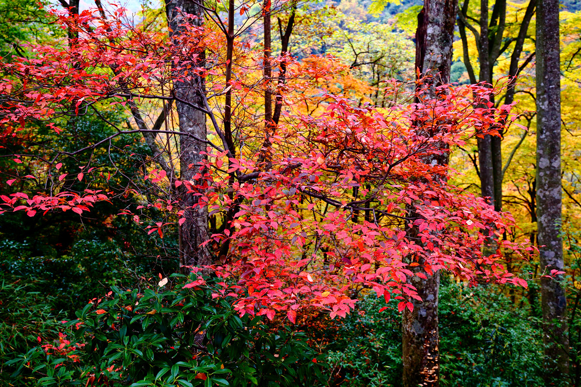 【四川.南江】大美光雾山.万山红遍 层林尽染.2015.10月红叶节-南充论