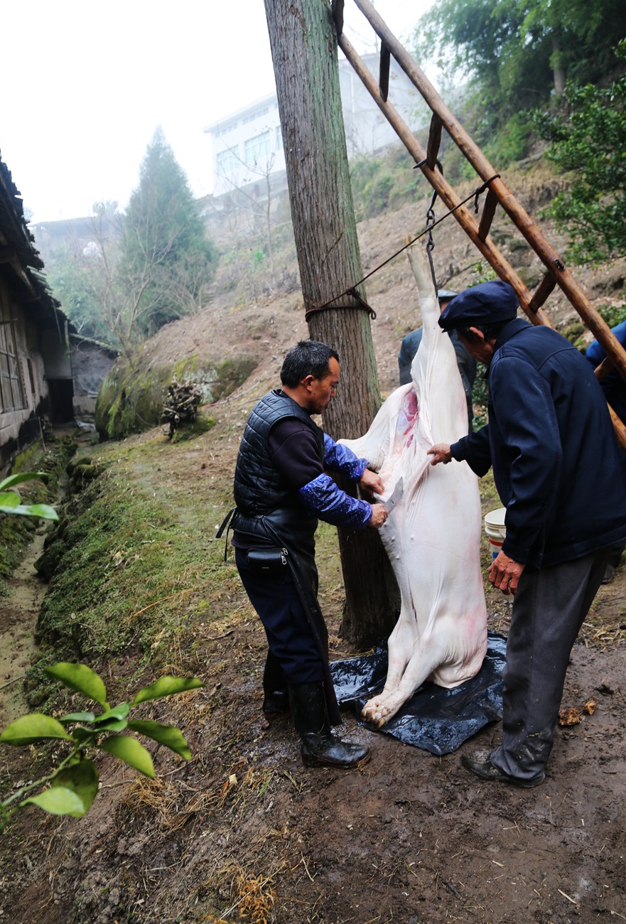 杀年猪----川北南部县即将消失的农村民俗文化