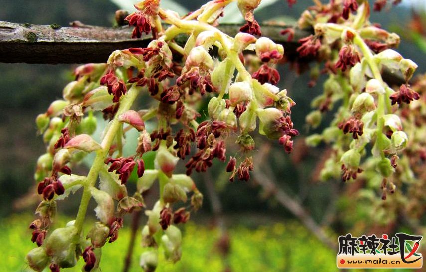 马桑花(资料.jpg