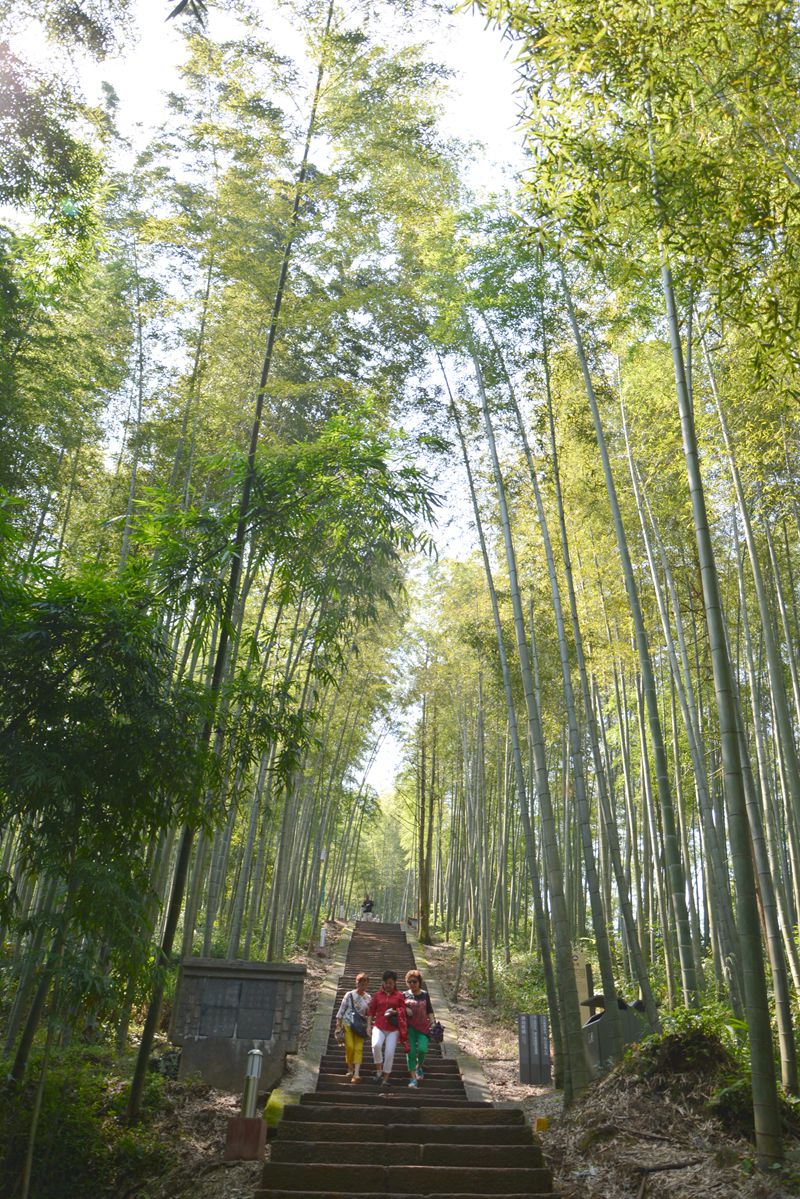 贵州赤水竹海国家森林公园风光