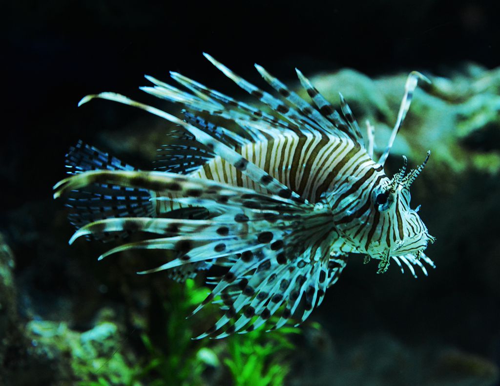 海洋世界中壮观美丽的海洋生物