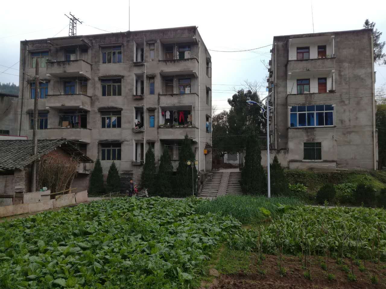 双流镇木桥片区金土地整治效果好-营山论坛-麻辣社区