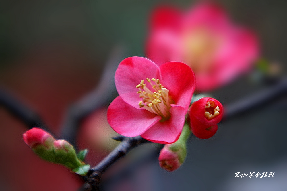 海棠花儿红