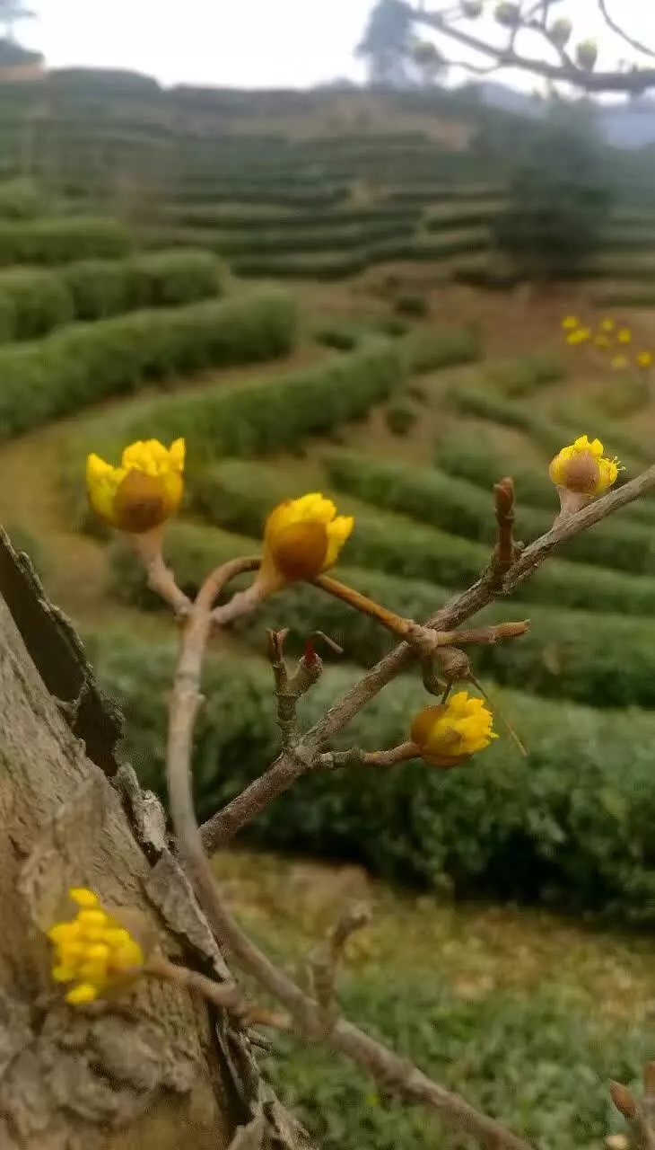 春茶-蓬安论坛-麻辣社区