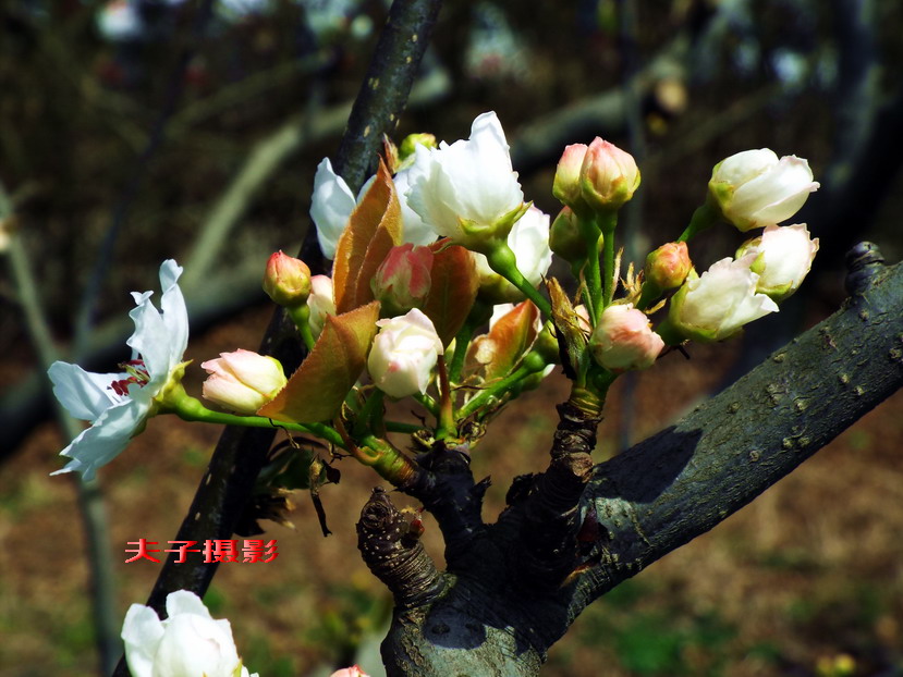 拍摄地点:巨龙镇走马岭梨园 拍摄时间:2017.3.26.下午