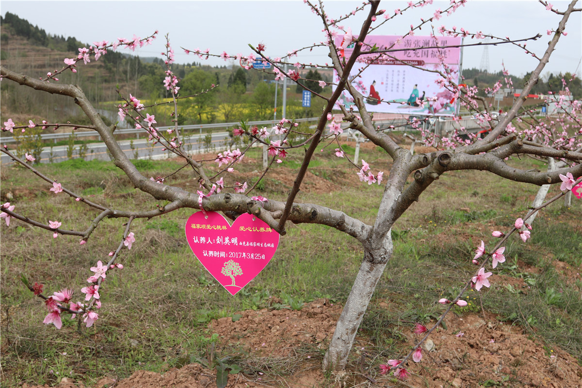 西充县福家坝生态桃园"奉献爱心认养桃树资助贫困生圆求学梦公益活动"