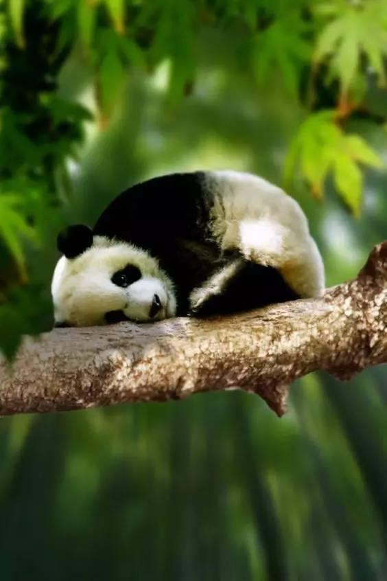 树上的国宝熊猫,为什么有种自挂东南枝的感觉!