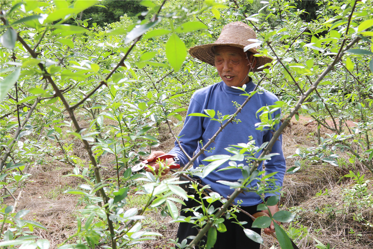 西充莲池的杨金武以及他们几位村民合作种植的麻香扑鼻的青花椒