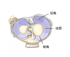 千万别忽略能让你快速位移的轴承: 半月板