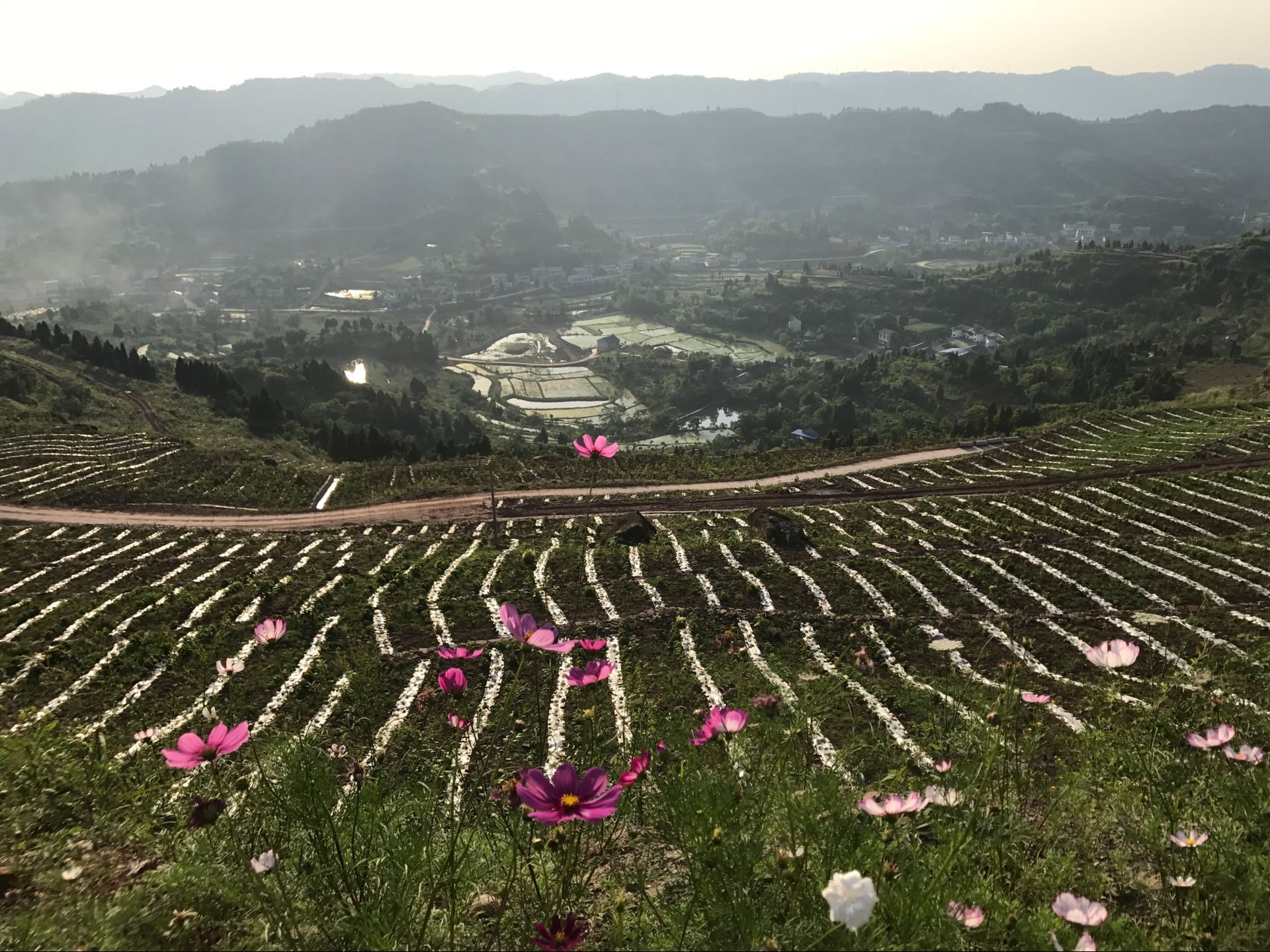 阙家镇火烽村的格桑花和观赏向日葵开了