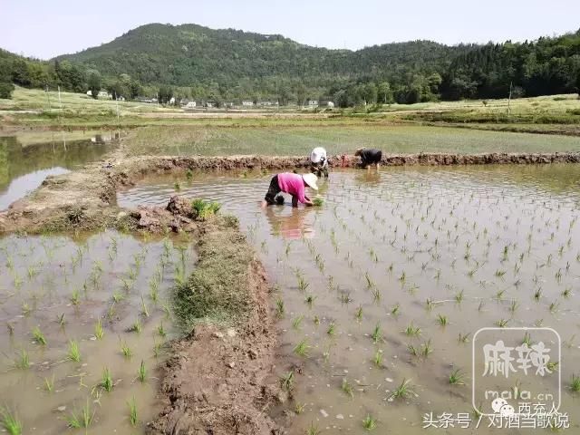 南充区县2016年GDP排名-西充还需努力-西充