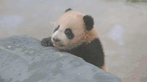 熊猫宝宝:别挡我,我要出去