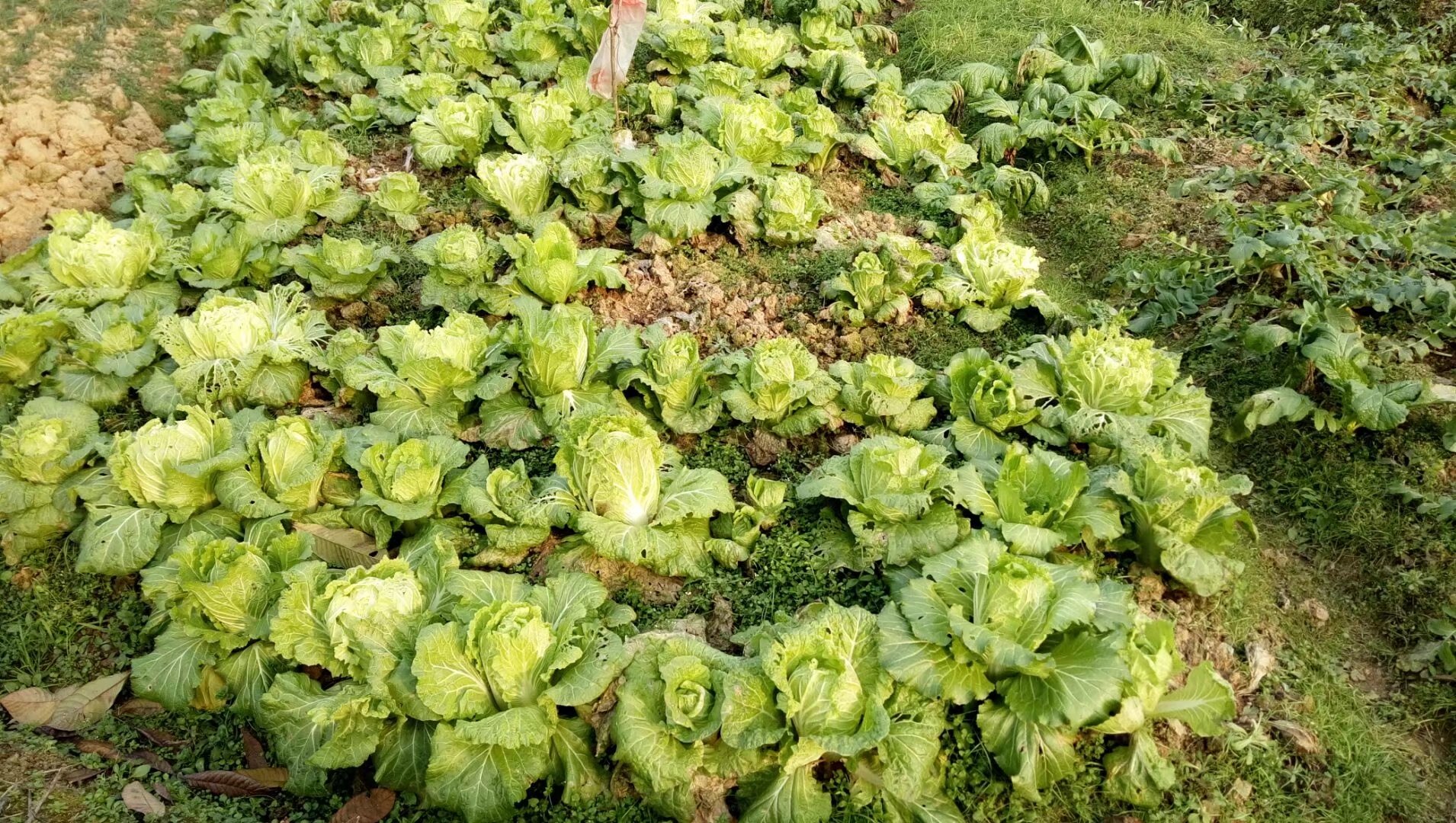 隆冬.菜地