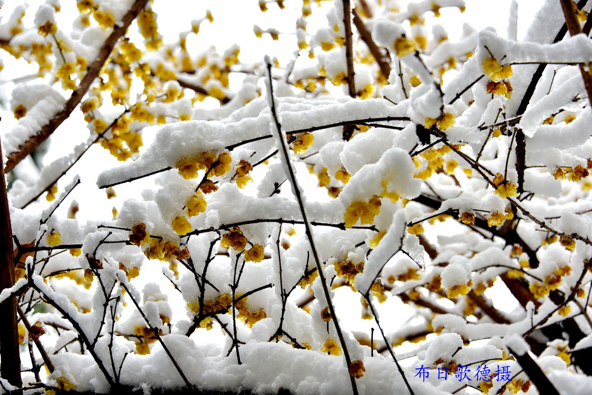 腊梅傲白雪凌寒独自开-都江堰论坛-麻辣社区 四川第一网络社区 你的言