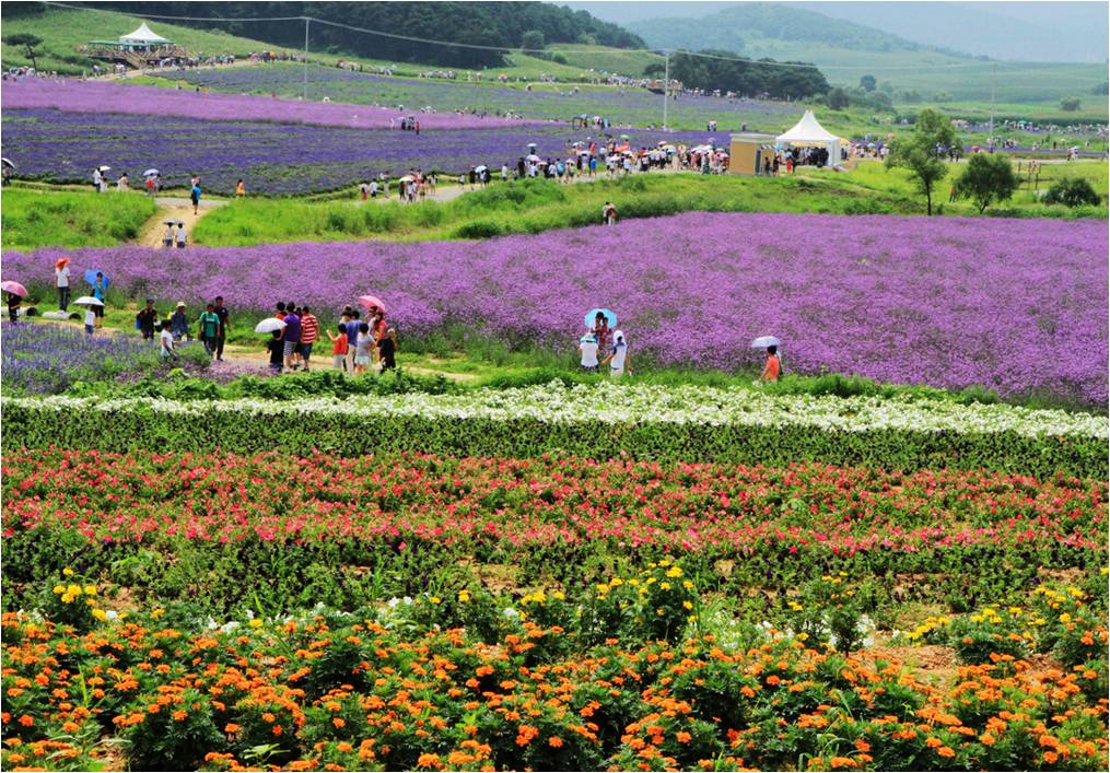 高山牧场,西部草原,高山花海,香草公园,生态养生谷,影视基地,房车营地