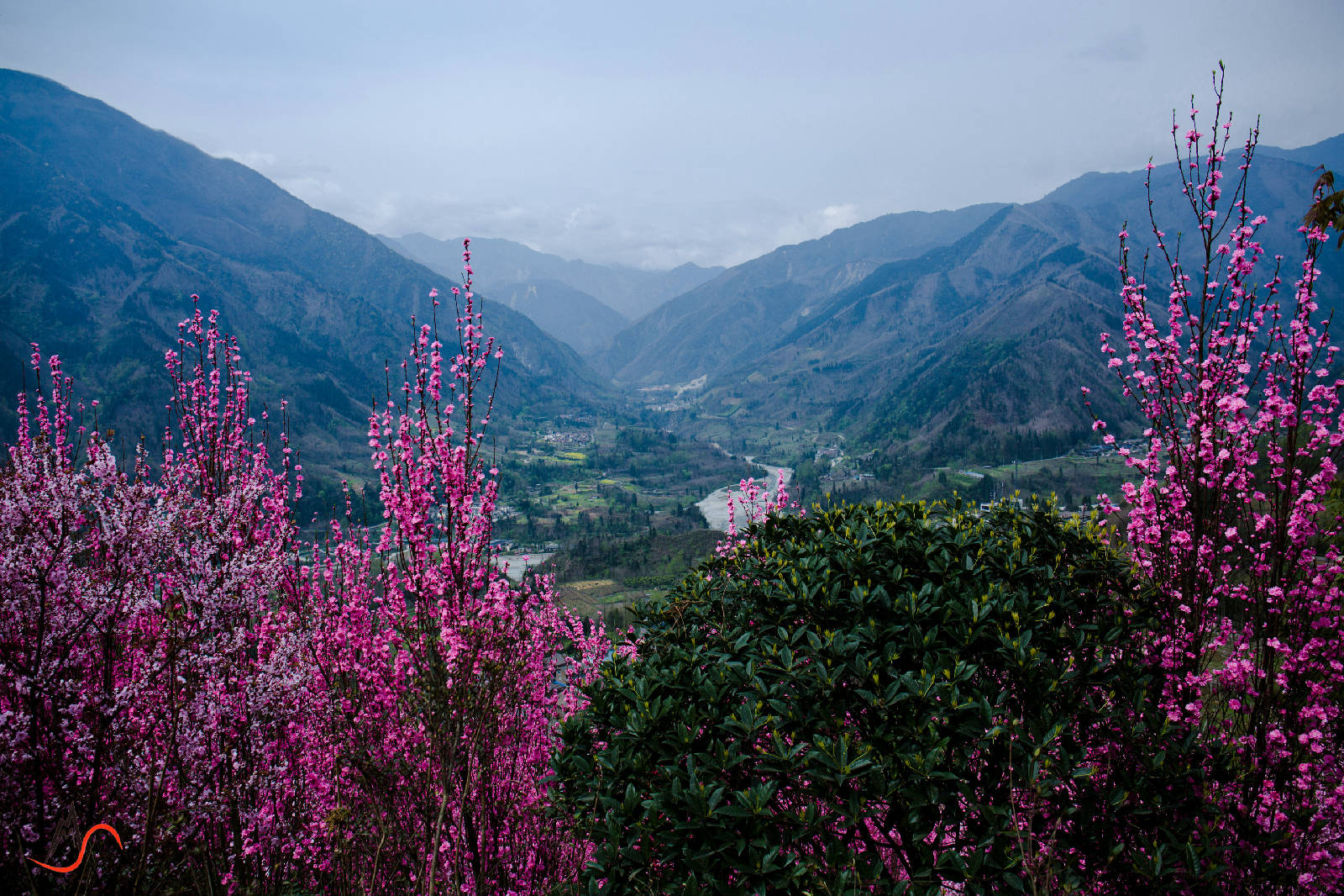 都江堰市出奇葩虹口山上杜鹃花
