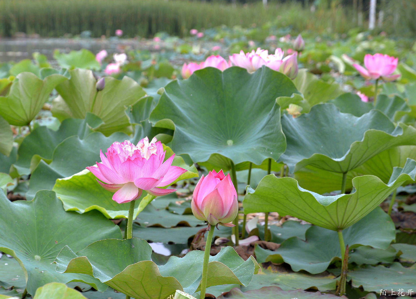 早上湿地公园露水荷花