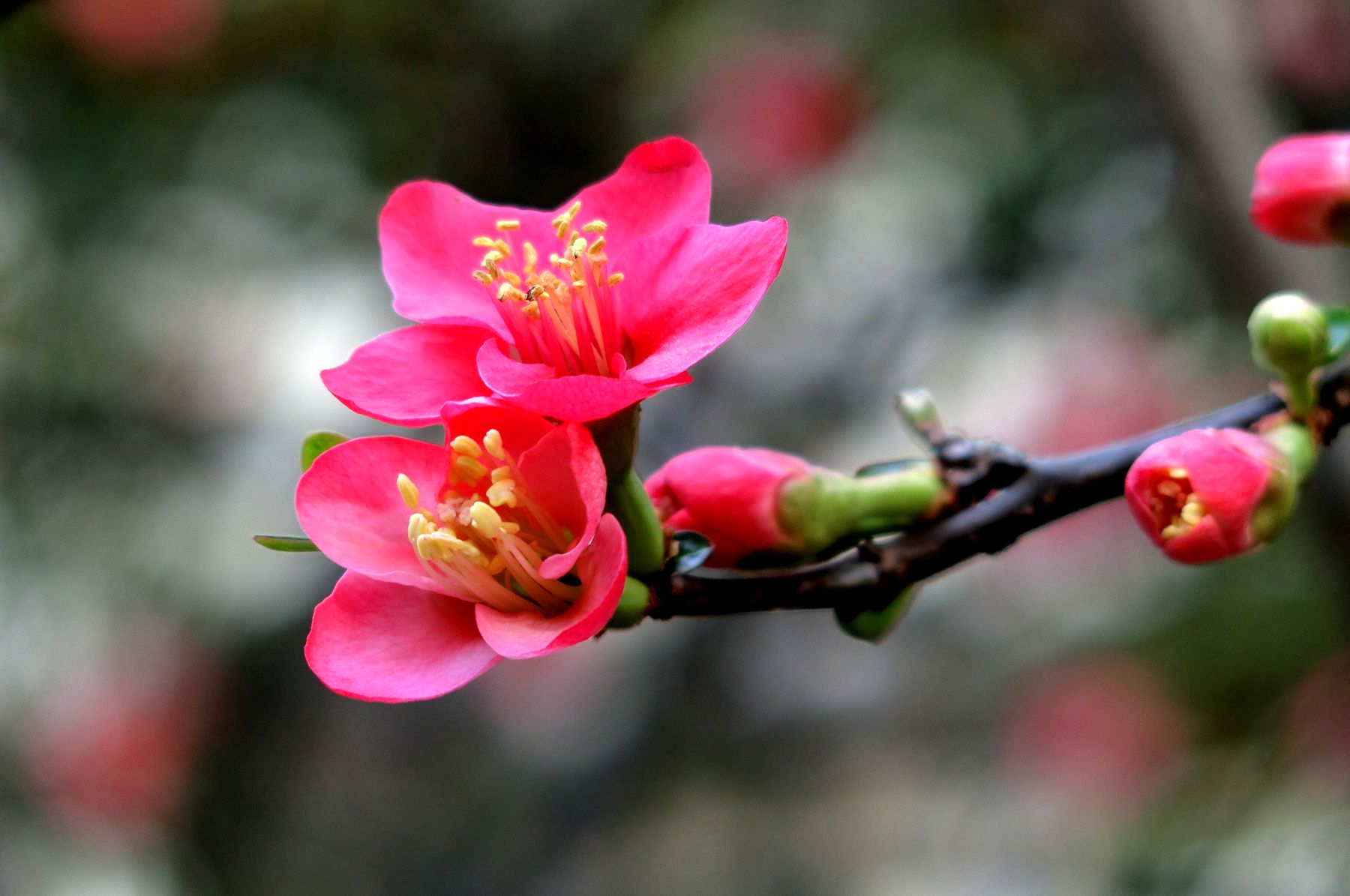 从怒放的海棠,红梅花感受春天的脚步