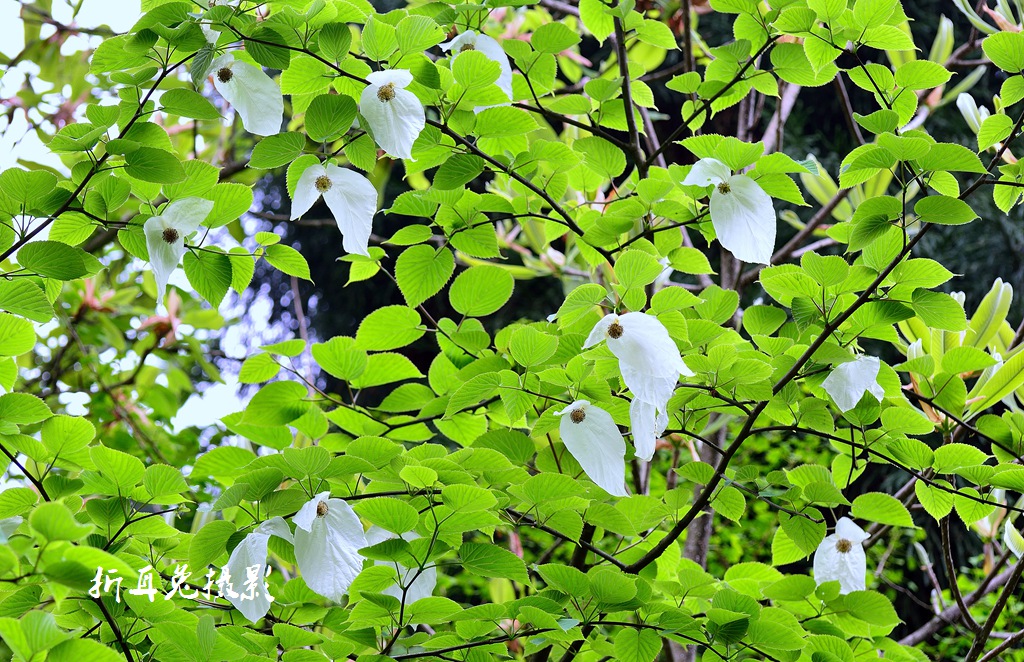 植物界的活化石——都江堰龙池山上的珙桐(鸽子花)