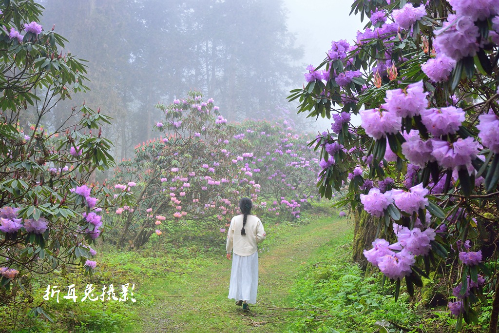 都江堰龙池华西亚高山植物园观赏高山杜鹃