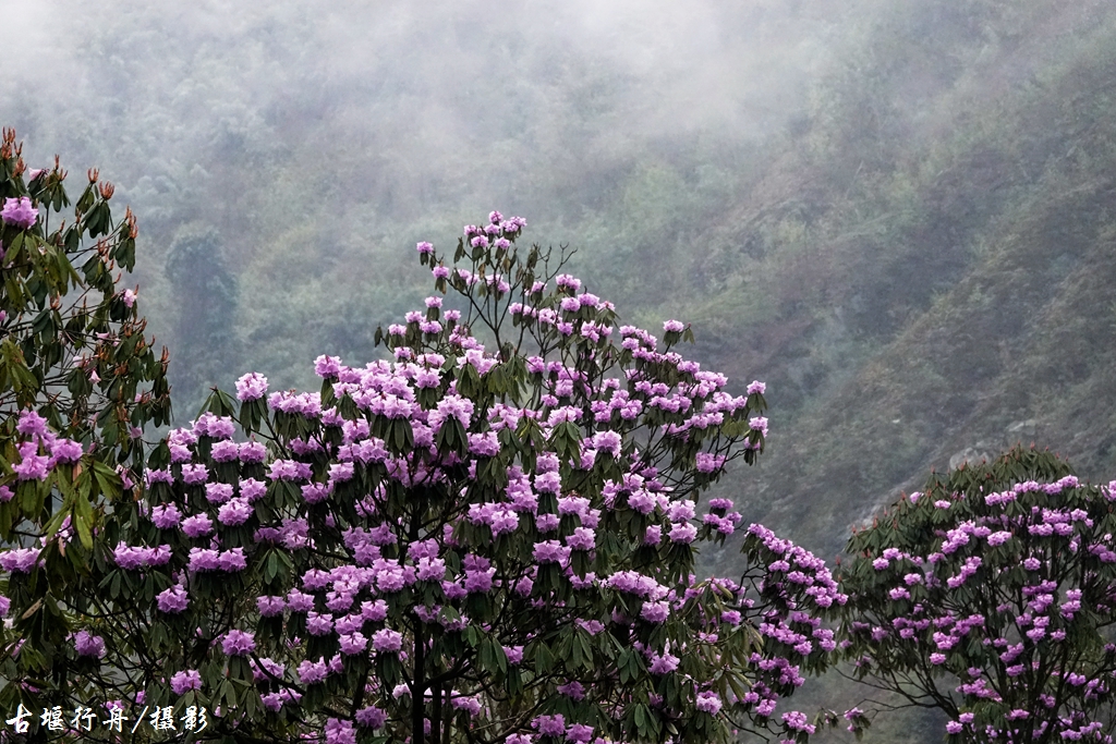 醉人的龙池高山杜鹃-都江堰论坛-麻辣社区 四川第一