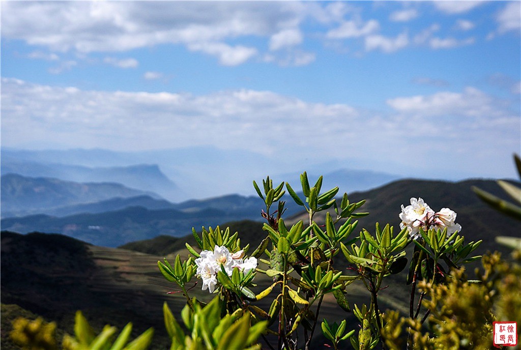 大凉山索玛花节