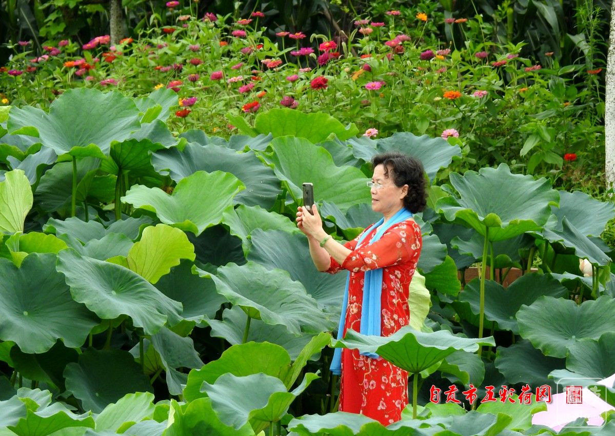 自贡市五彩荷园满园都是喜庆花复制链接