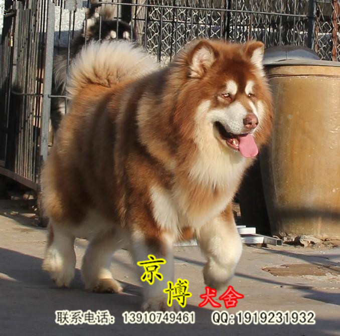 赛级3个月阿拉斯加幼犬出售 熊版红色阿拉斯加图片