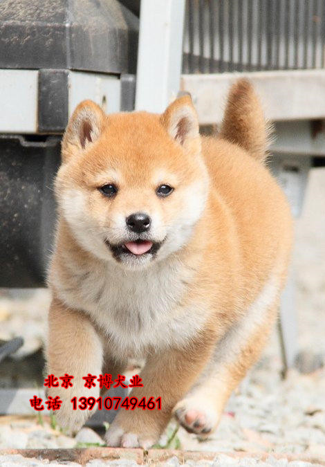 北京出售纯种柴犬幼犬 日系柴犬多少钱一只