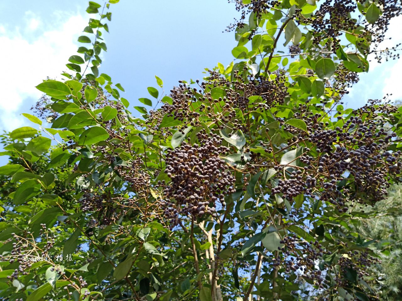 女贞(白蜡树)