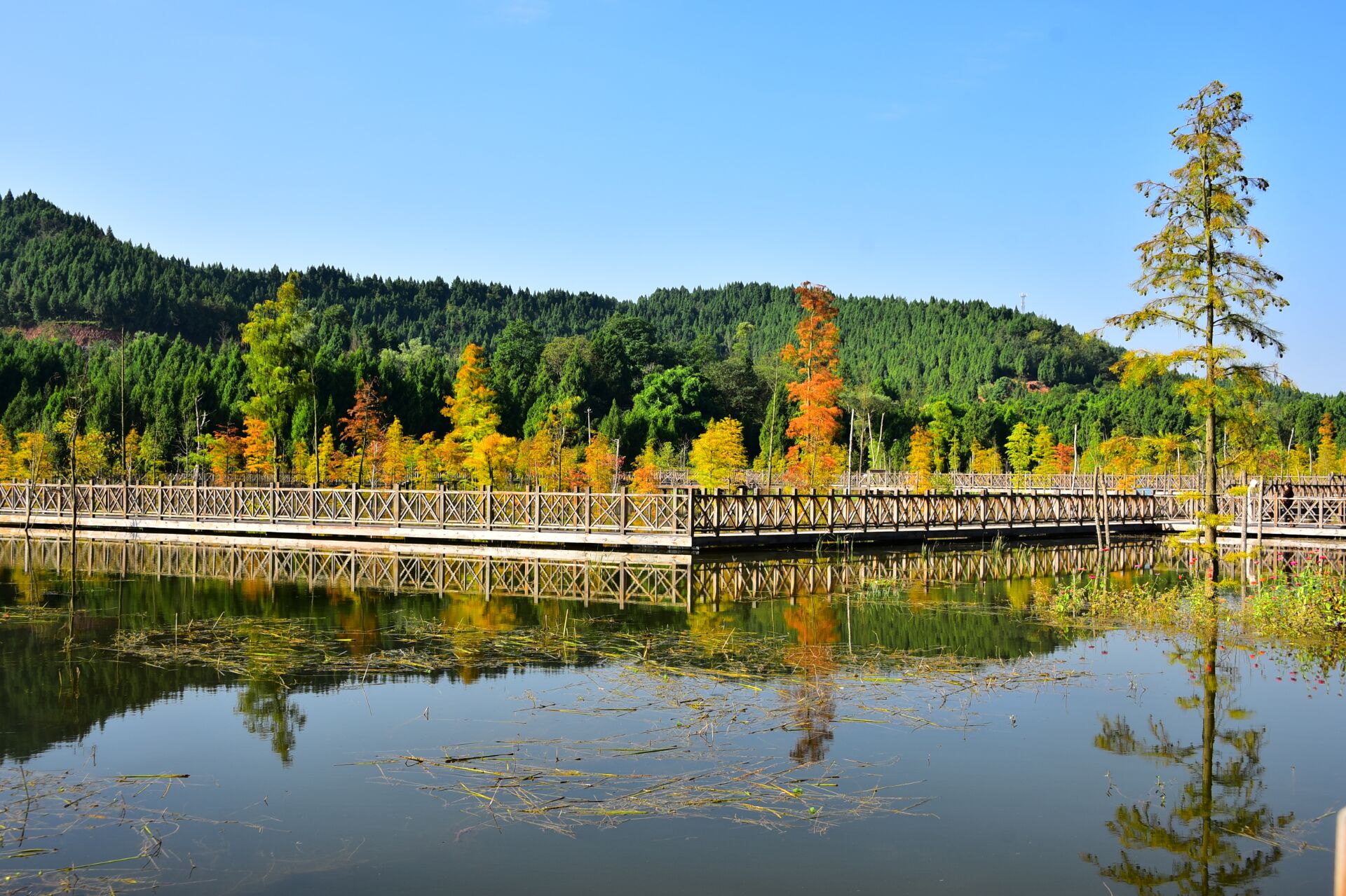 营山清水湖湿地公园秋韵