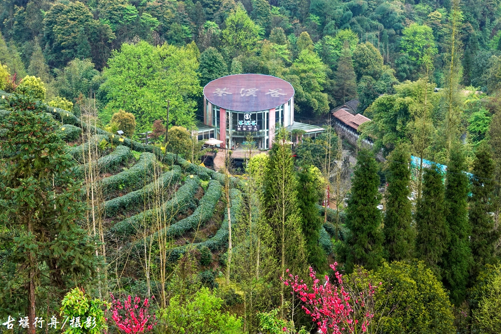 走进春天里的茶溪谷-都江堰论坛-麻辣社区 四川第一