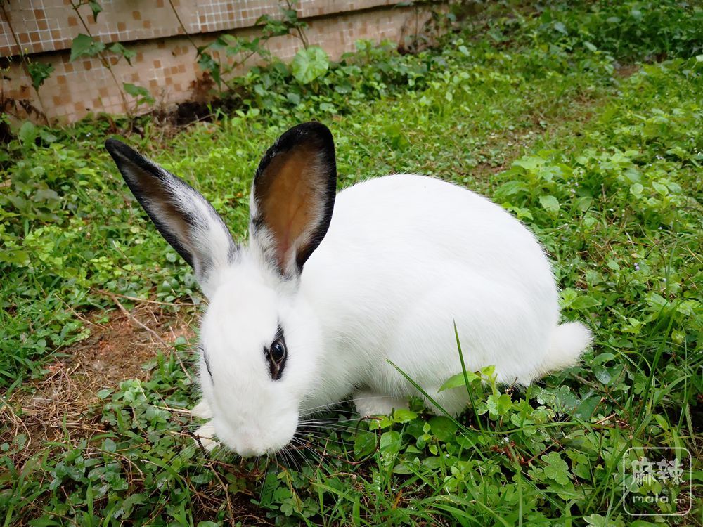 一只吃草的花耳朵大白兔子