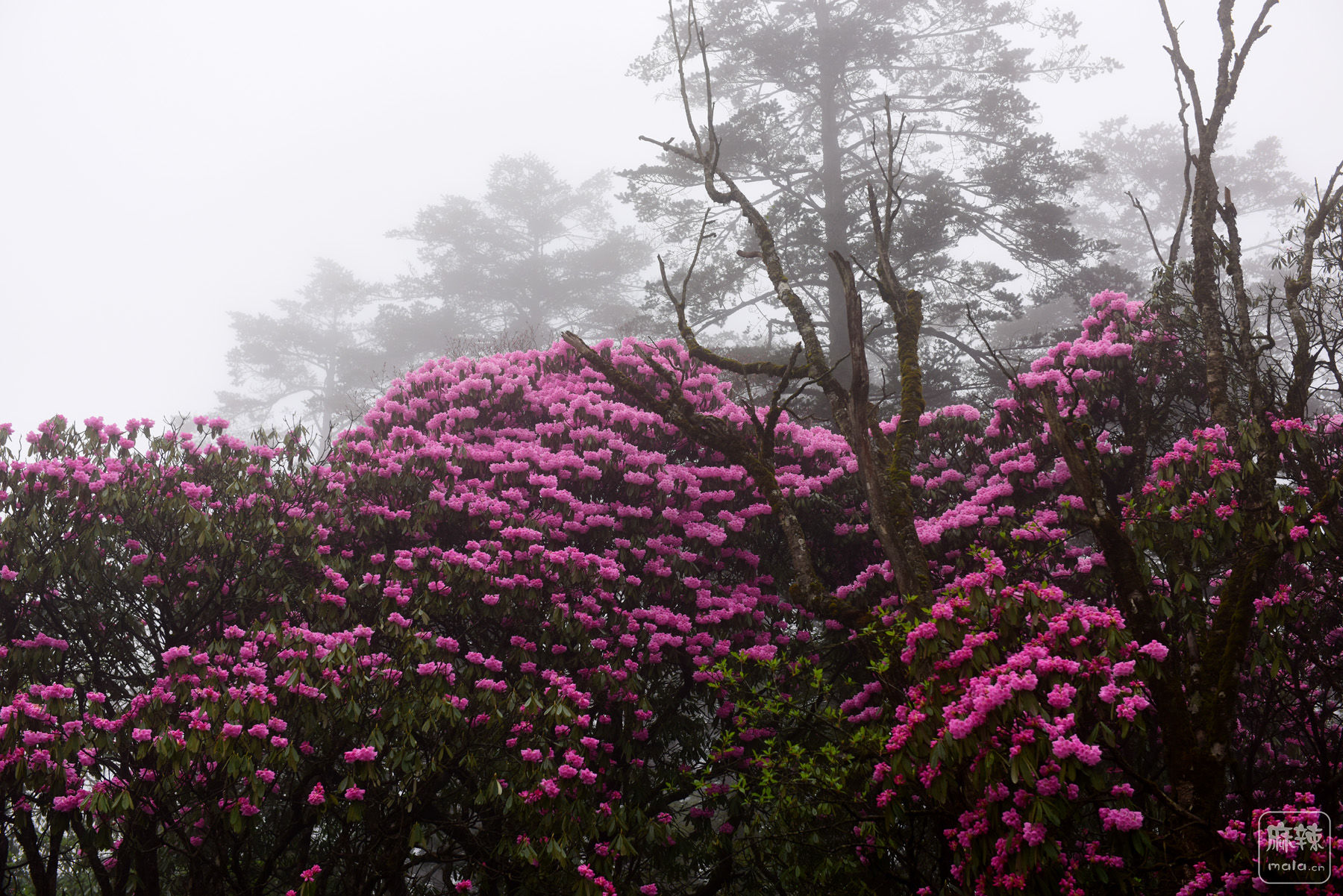 雨雾中的峨眉山,雨雾中的高山杜鹃