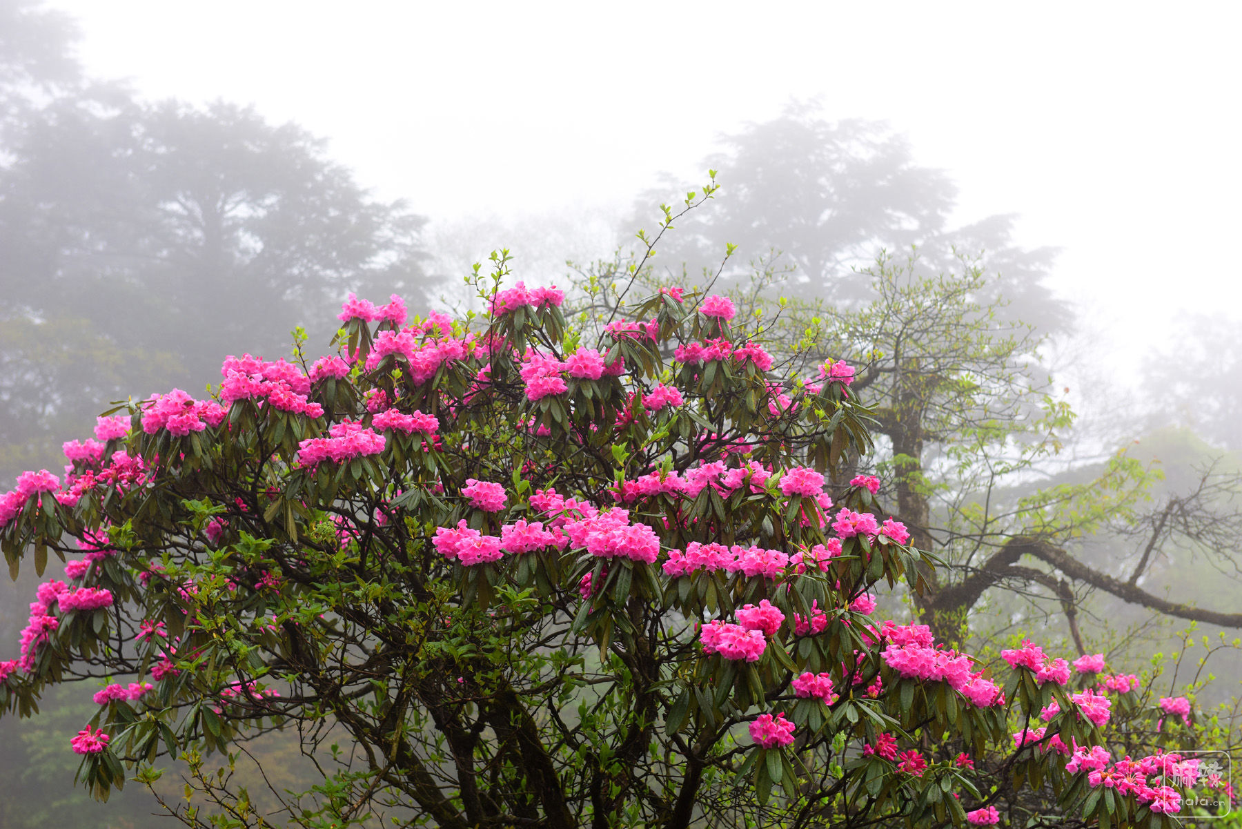 雨雾中的峨眉山,雨雾中的高山杜鹃