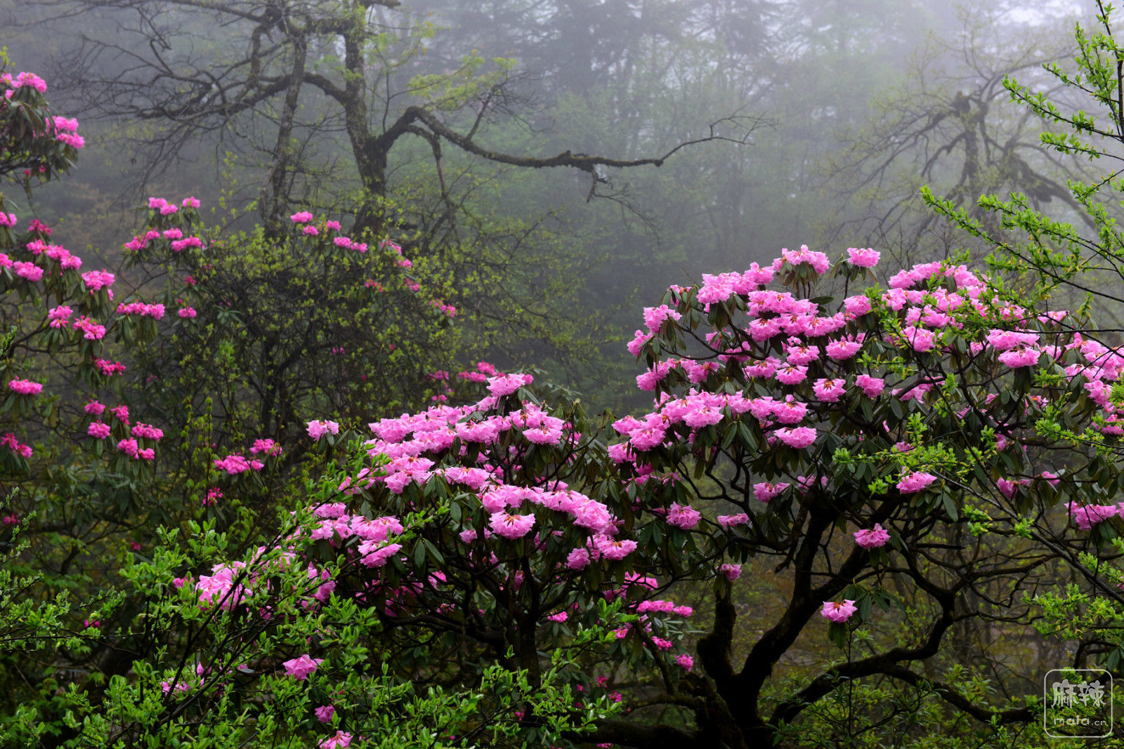 雨雾中的峨眉山,雨雾中的高山杜鹃