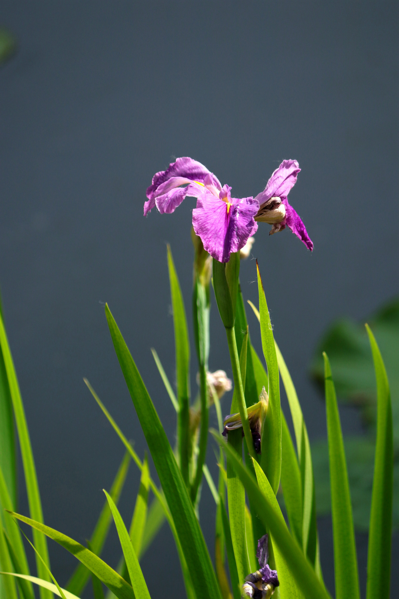 优雅清秀菖蒲花