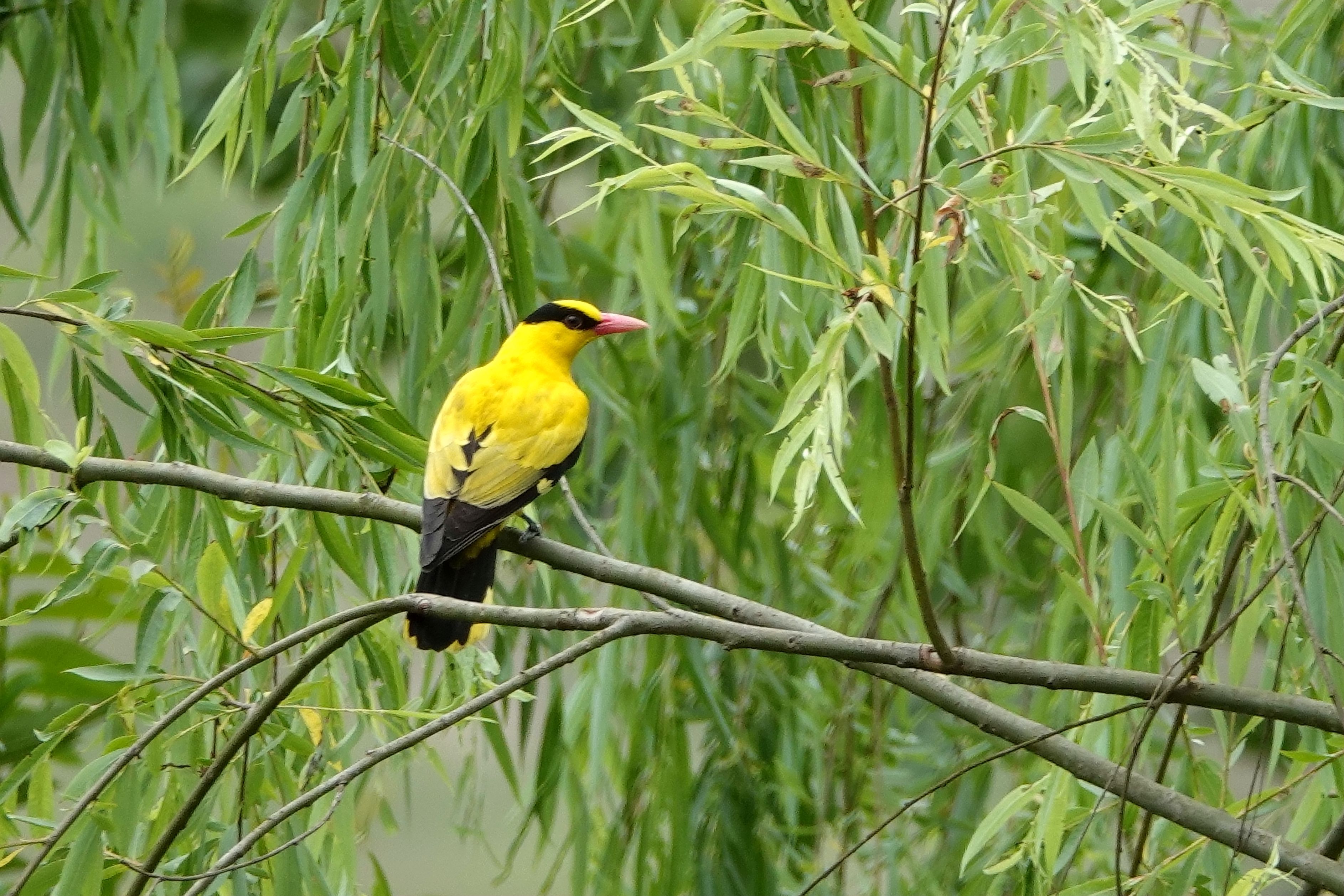 [诺水风光] 漂亮的黄鹂鸟