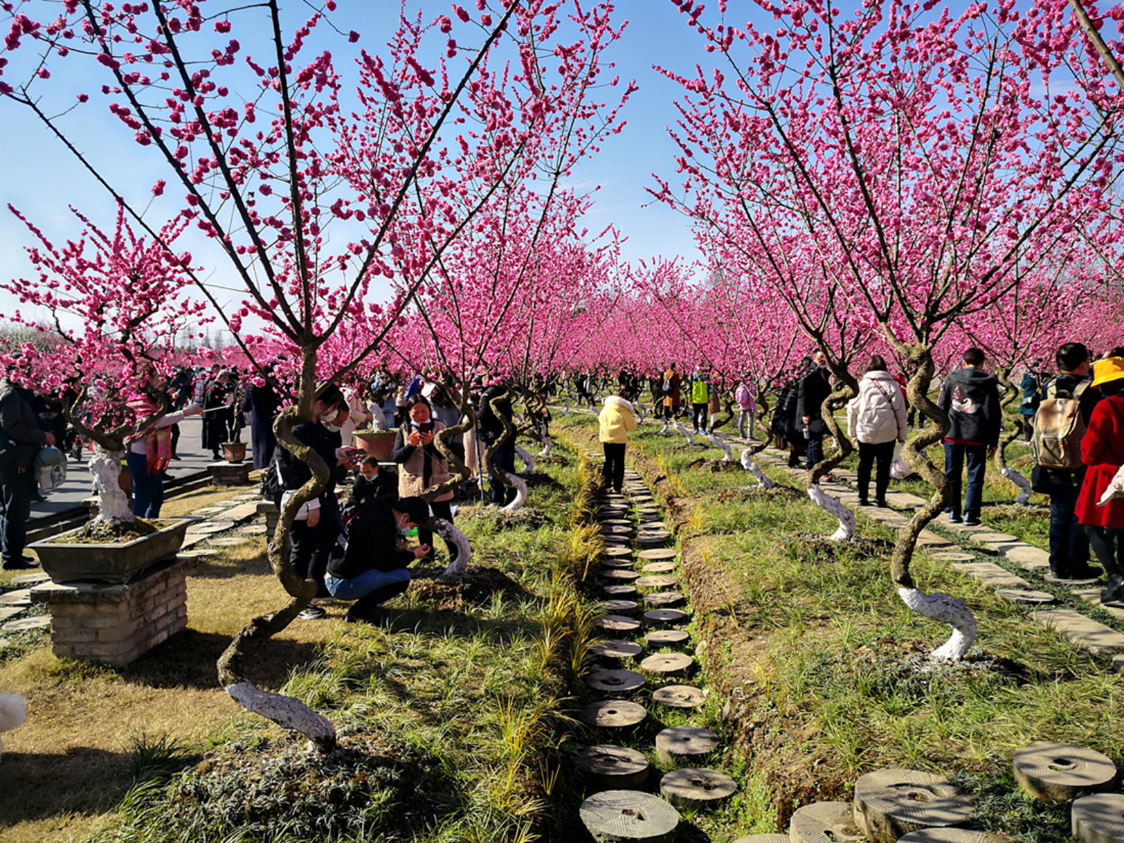 正月初五游问花村《田园风情式木本观花生态园》