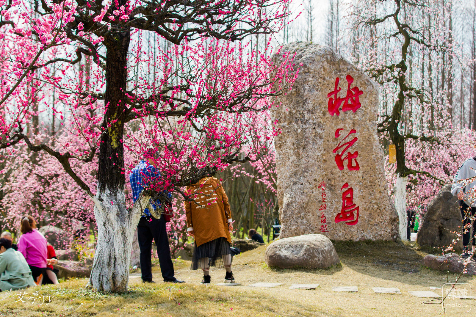 三生三世十里梅花,都江堰大观镇问花村爱了爱了!