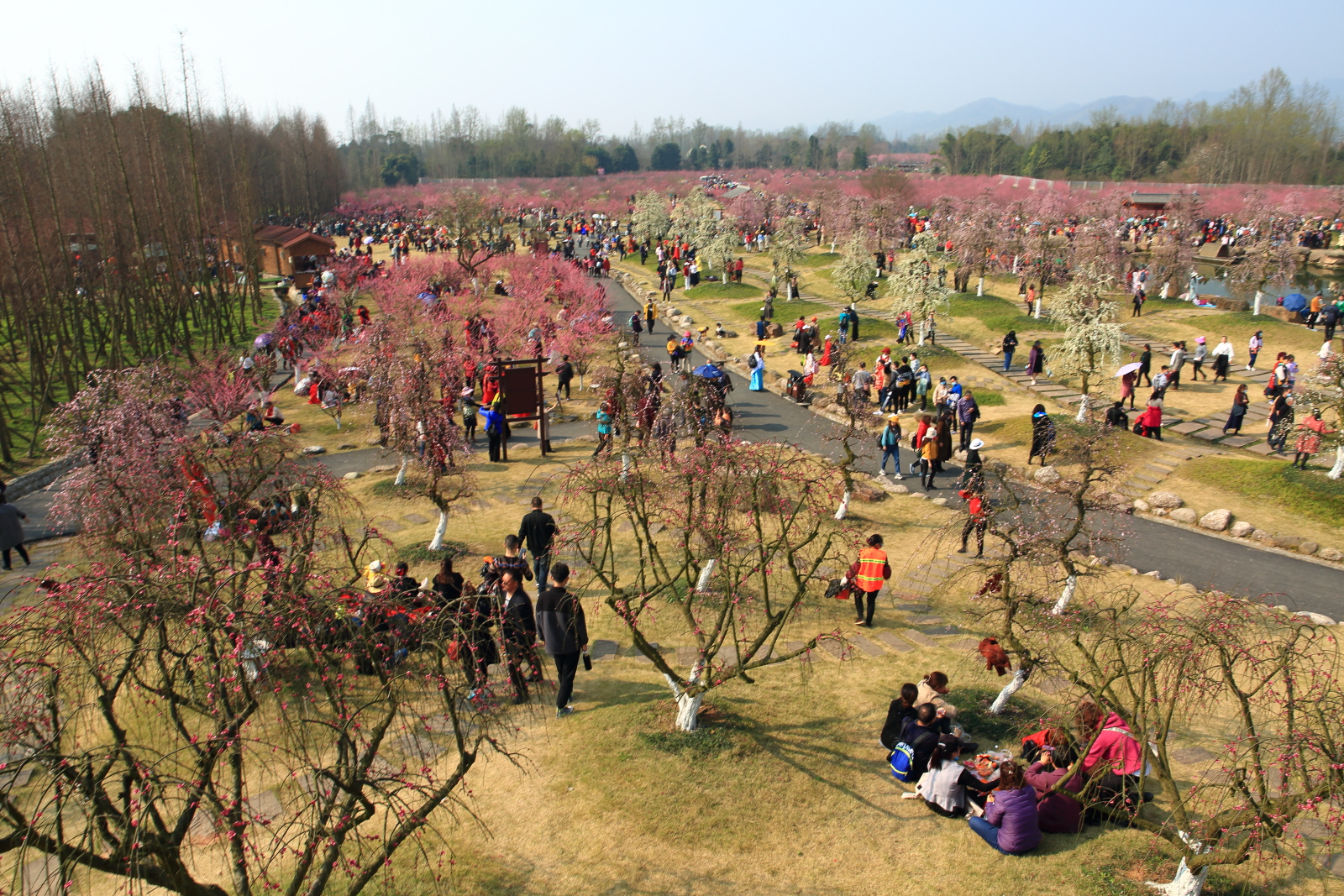 随拍:走进问花村-～踏春赏花