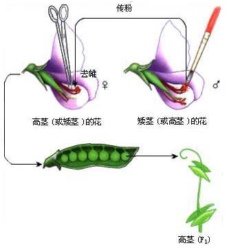 可爱的豌豆花 邛崃古代美 编-邛崃论坛-麻辣社区