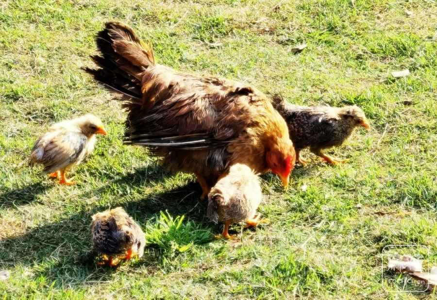 两只公鸡和一只母鸡与五只小鸡在草地上觅食