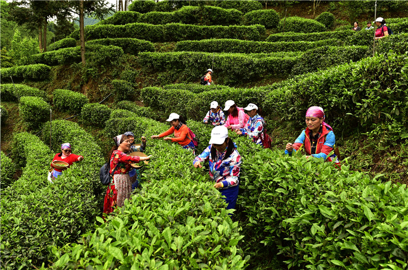 层层茶山采茶人