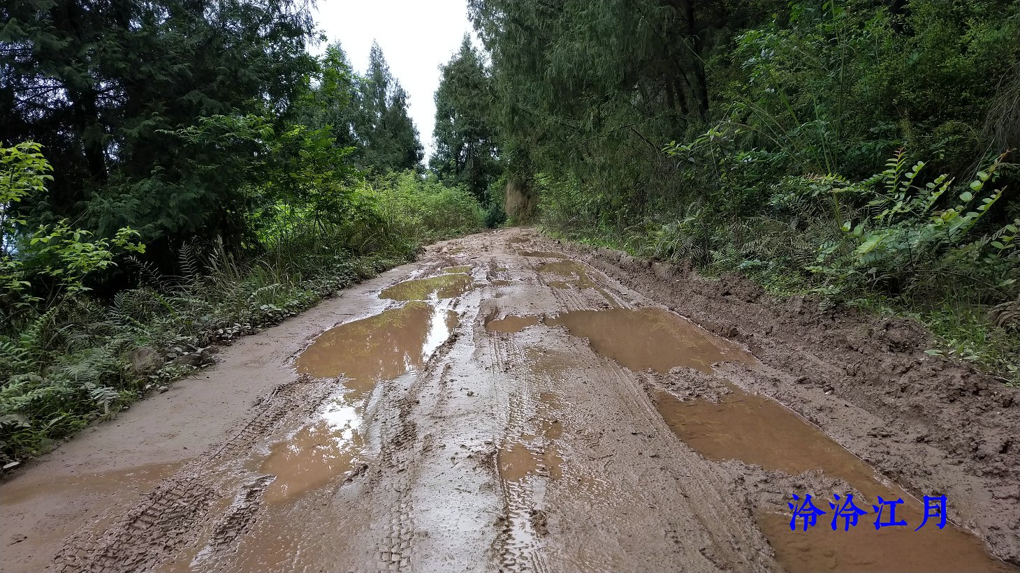 久雨春寒泥泞路疾风舞动乱枝丫4月15日骑行再去看芍