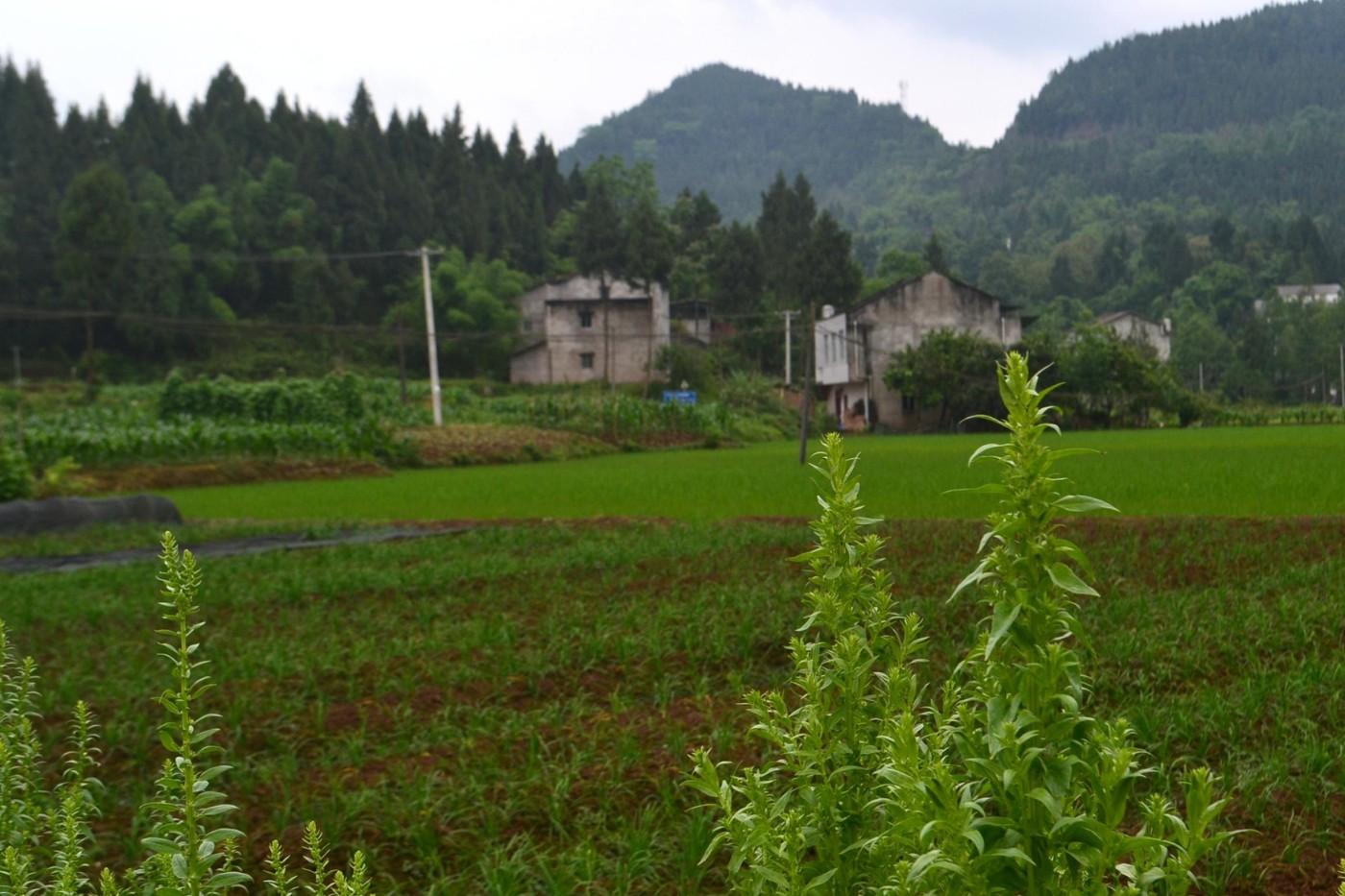 雨后的乡村景色在大自然中显得更加娇媚