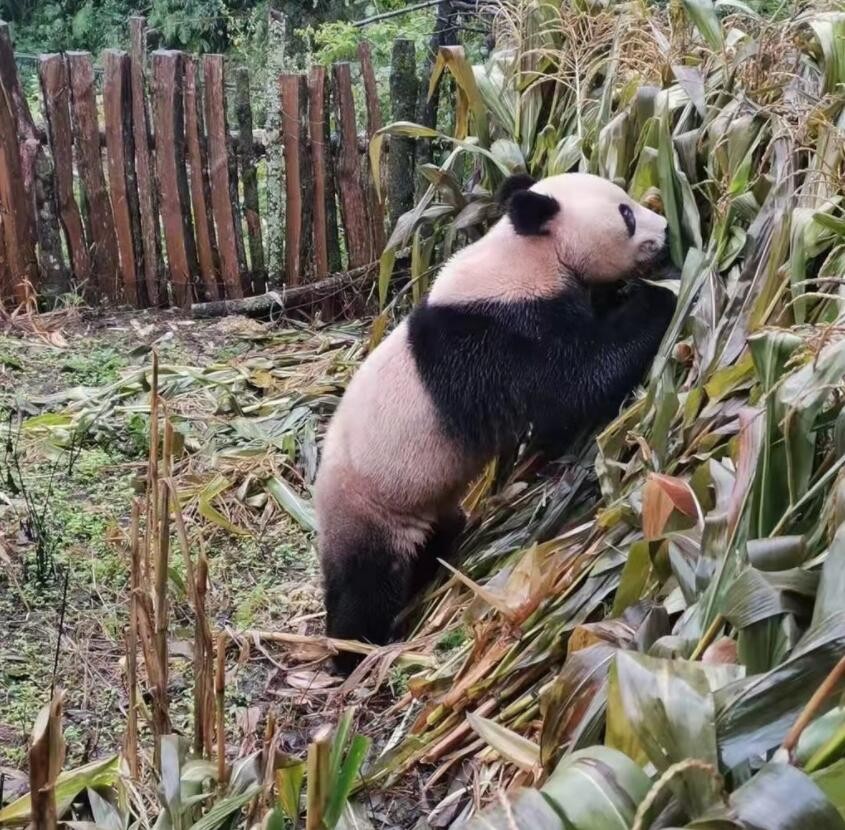 峨边县乌勒乡相关负责人告诉记者,这只熊猫应该是来自一旁的黑竹沟